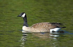 Canada Goose