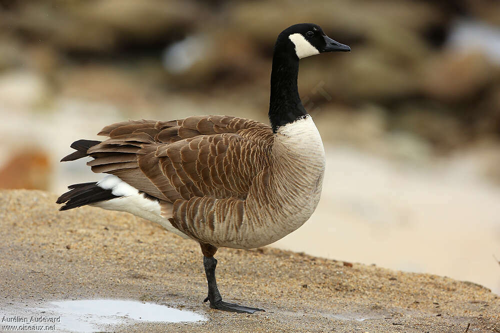 Canada Gooseadult, identification