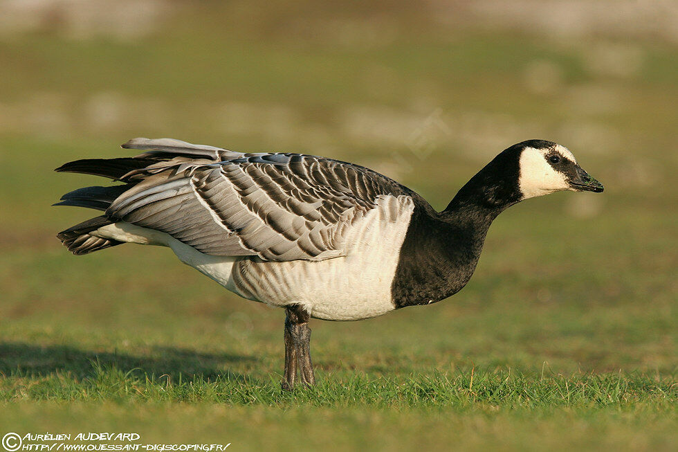 Barnacle Goose