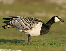 Barnacle Goose