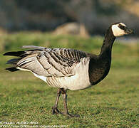 Barnacle Goose