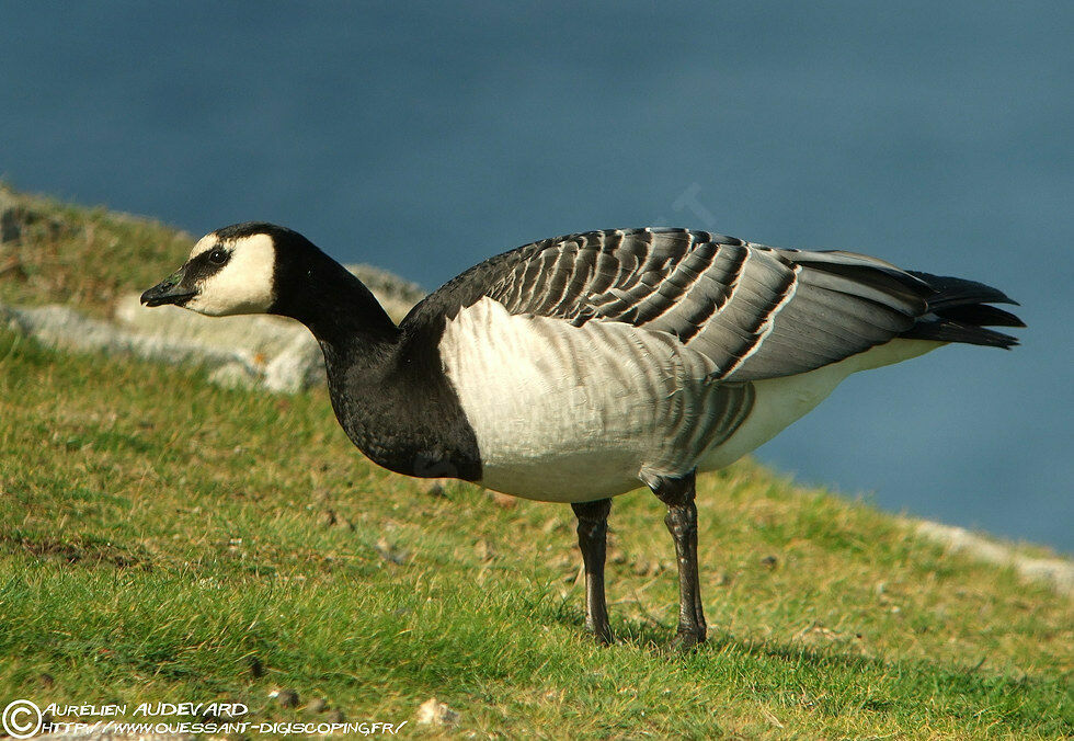 Barnacle Goose