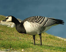 Barnacle Goose