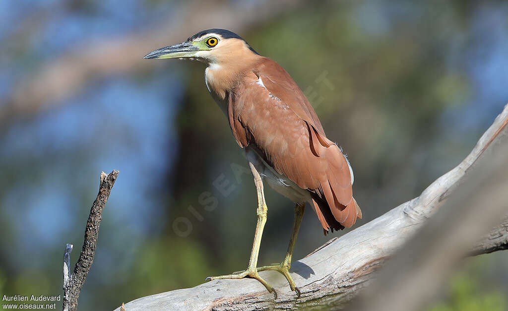 Nankeen Night Heronadult, Behaviour