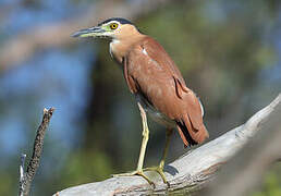 Nankeen Night Heron