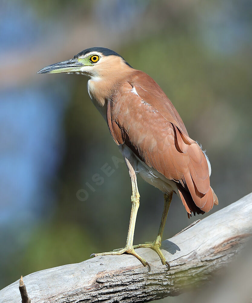 Nankeen Night Heronadult, identification