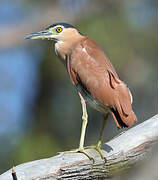 Nankeen Night Heron