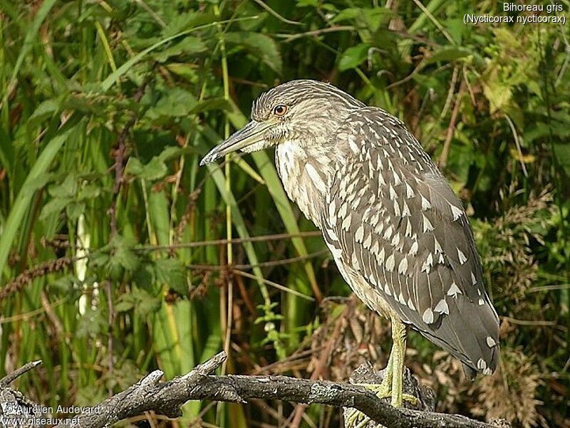 Black-crowned Night Heron