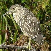 Black-crowned Night Heron