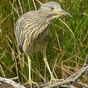 Black-crowned Night Heron