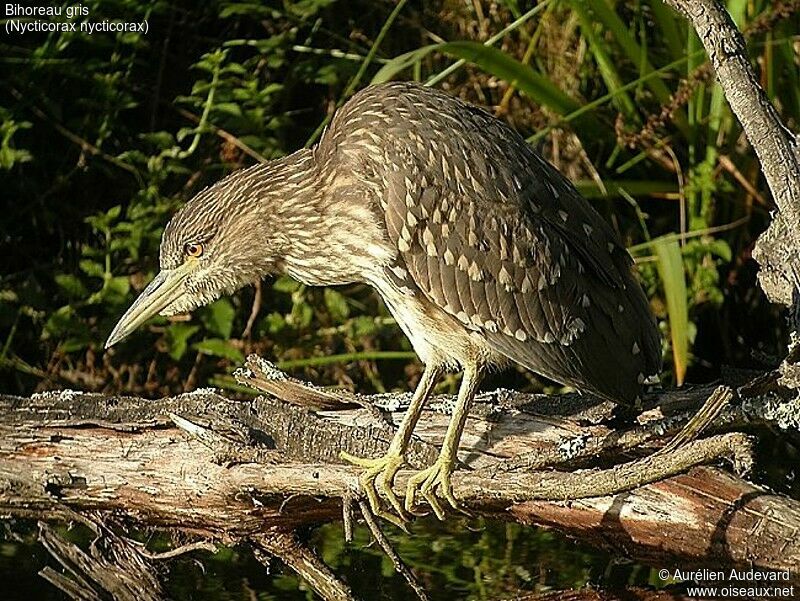 Black-crowned Night Heron