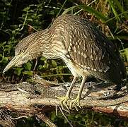 Black-crowned Night Heron