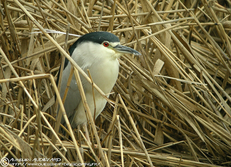 Black-crowned Night Heron