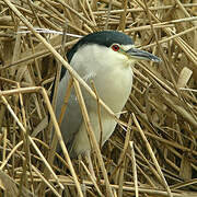 Black-crowned Night Heron