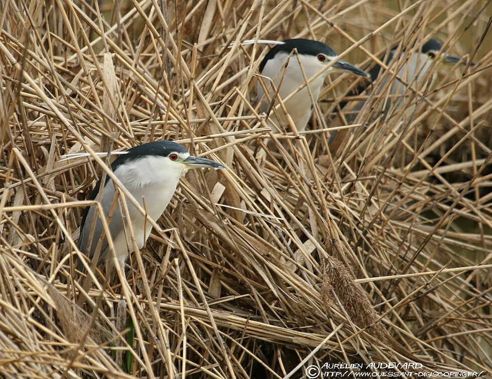 Black-crowned Night Heron