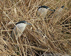 Black-crowned Night Heron