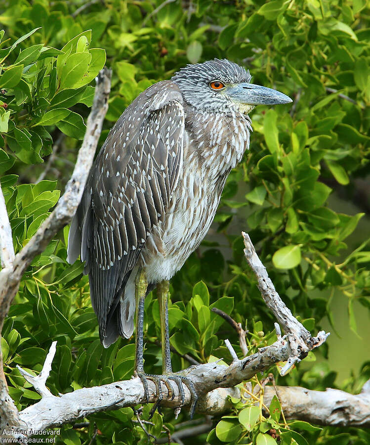 Yellow-crowned Night HeronSecond year, identification