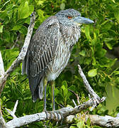 Yellow-crowned Night Heron