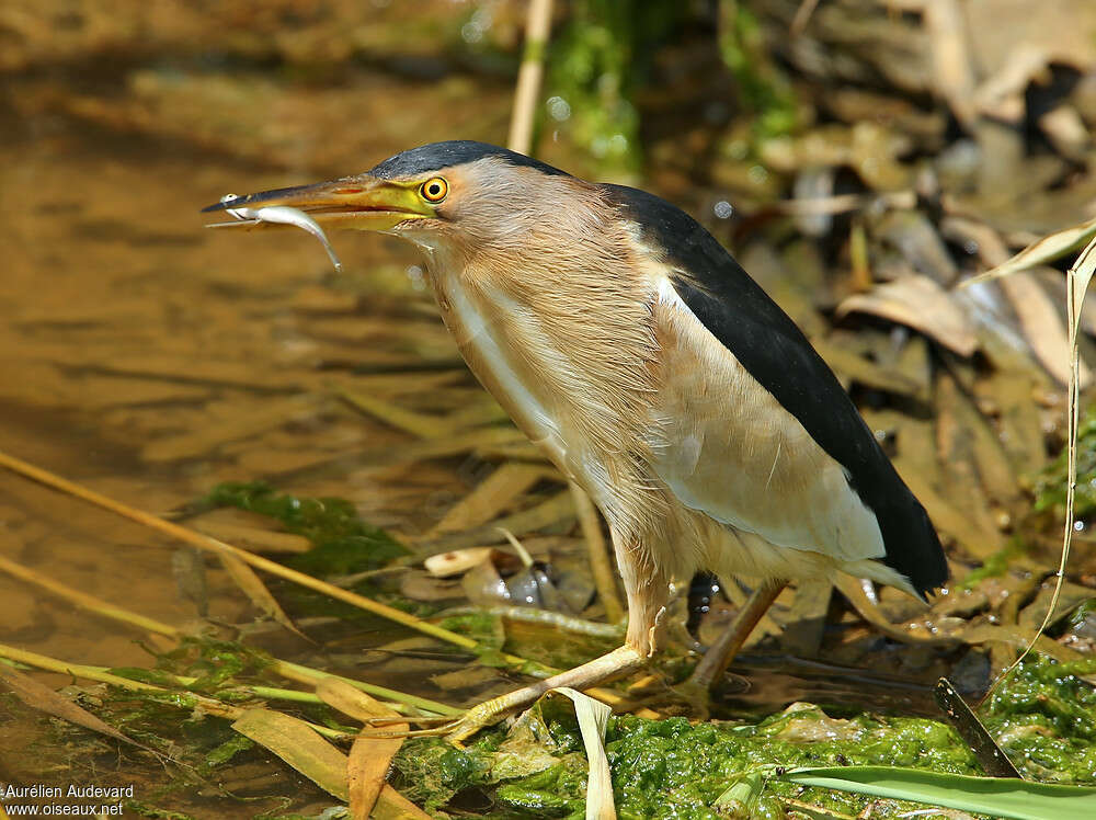 Little Bittern male adult, feeding habits