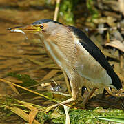 Little Bittern