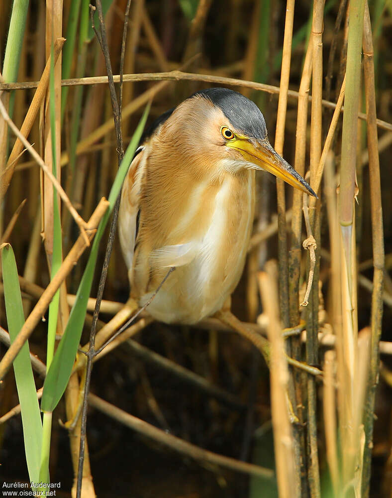 Little Bittern male adult breeding, Behaviour