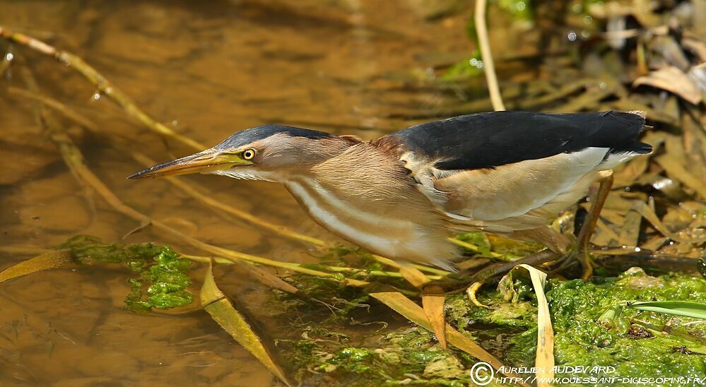 Little Bittern male adult breeding