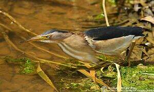 Little Bittern