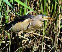 Little Bittern