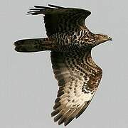 European Honey Buzzard