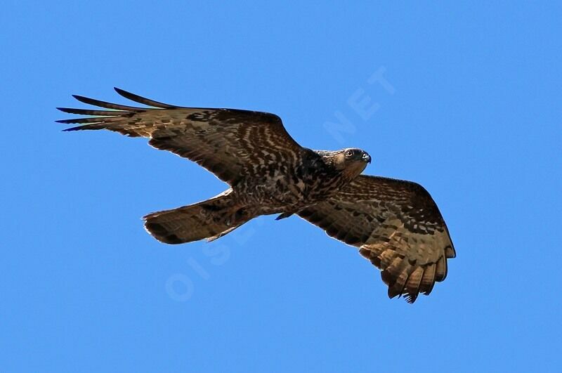 European Honey Buzzard, Flight