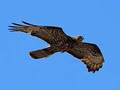 European Honey Buzzard