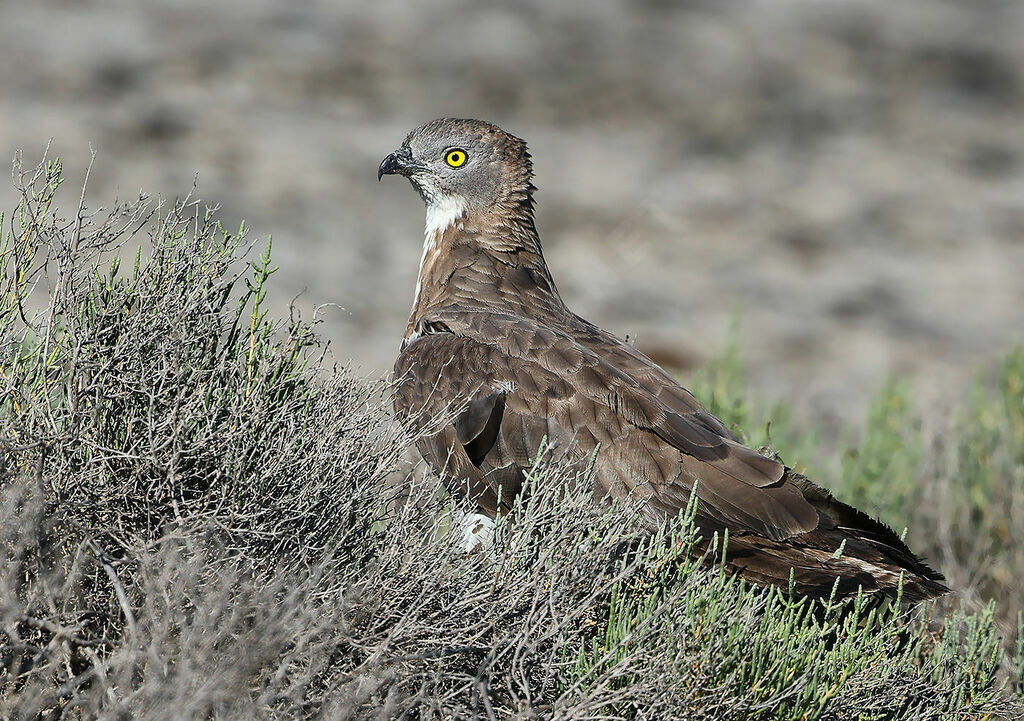 European Honey Buzzard male adult, identification