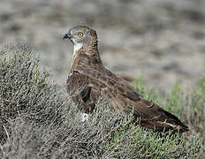 European Honey Buzzard