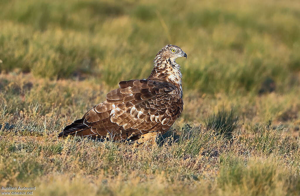 Bondrée orientale2ème année, identification