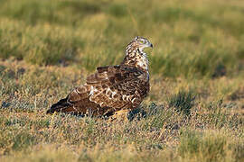 Crested Honey Buzzard