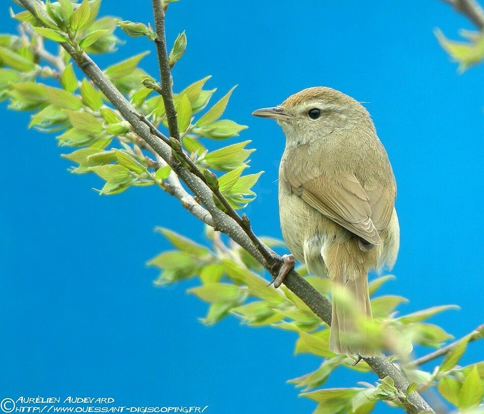 Japanese Bush Warbleradult, identification