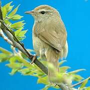 Japanese Bush Warbler