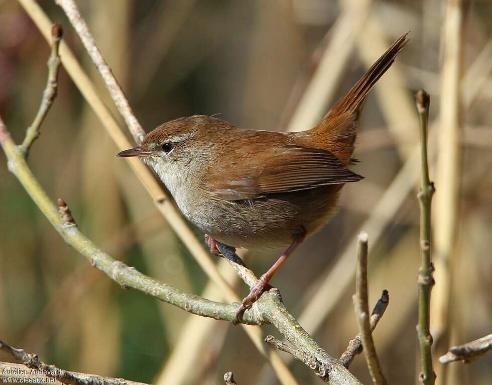 Bouscarle de Cettiadulte, identification