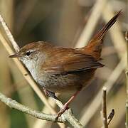 Cetti's Warbler