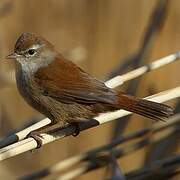 Cetti's Warbler