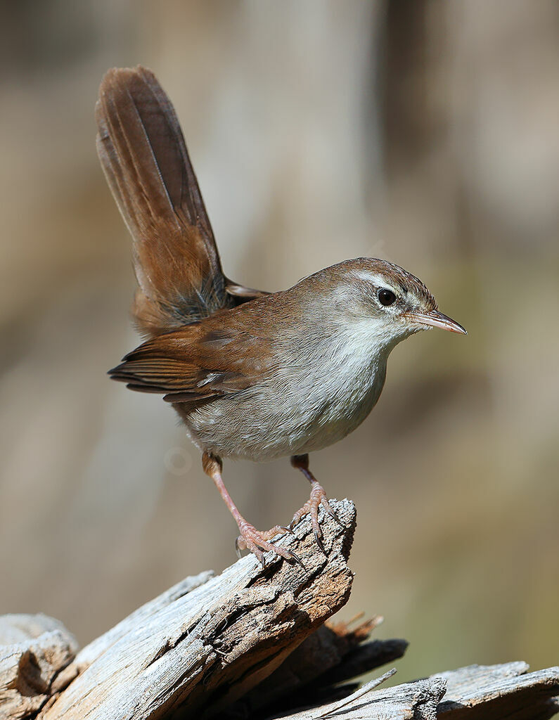 Cetti's Warbler male adult, identification, aspect