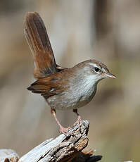 Bouscarle de Cetti