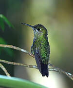 Green-crowned Brilliant