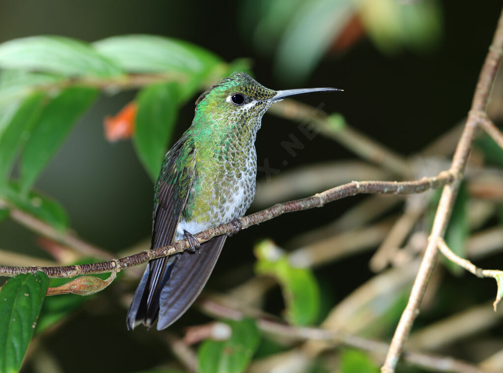 Green-crowned Brilliantadult, identification