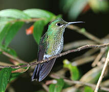 Green-crowned Brilliant