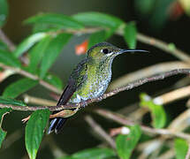 Green-crowned Brilliant