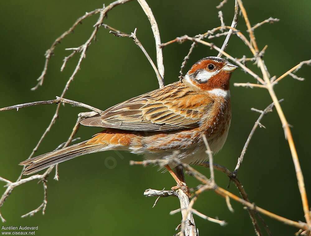 Pine Bunting male adult breeding, pigmentation