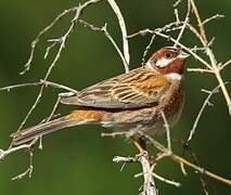 Pine Bunting