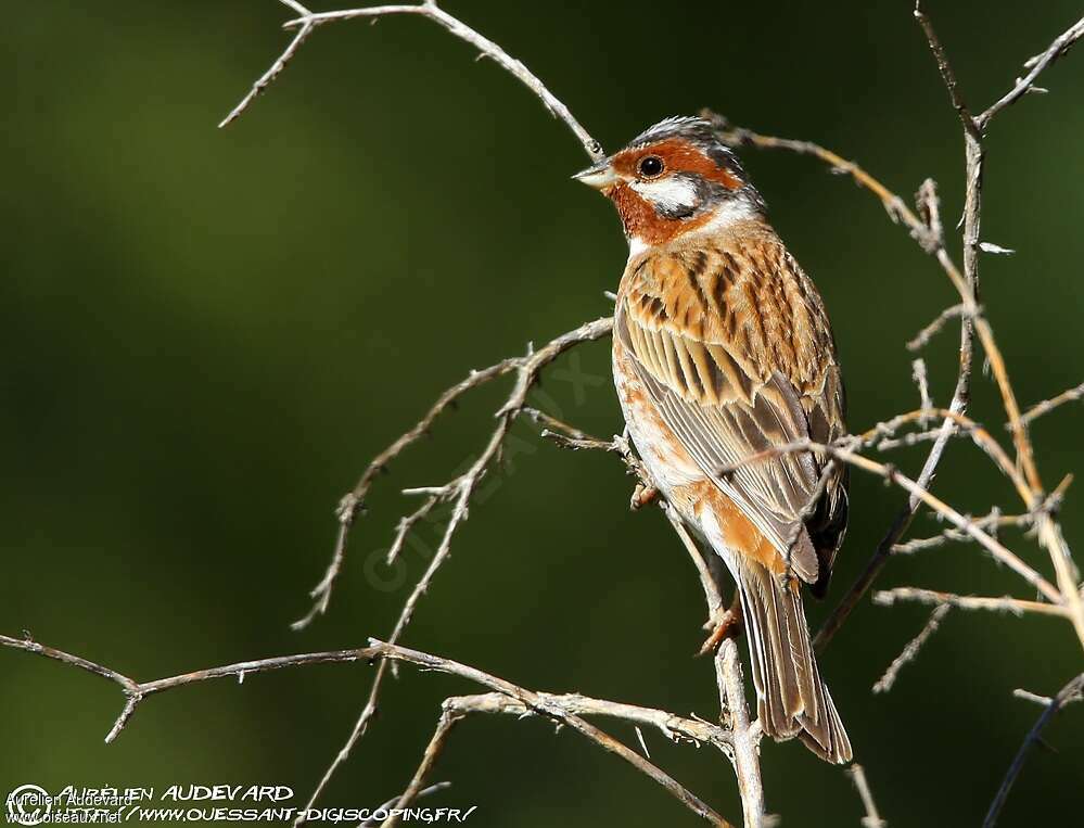 Pine Bunting male adult breeding, close-up portrait