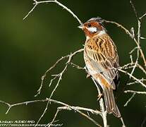 Pine Bunting